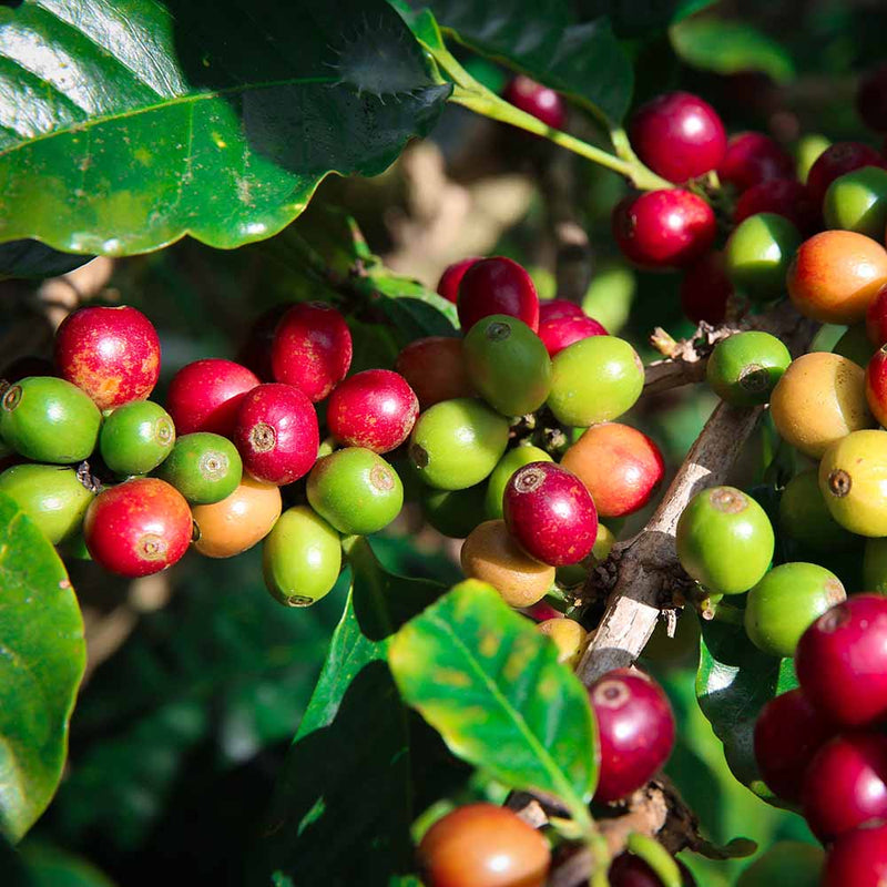 Les Cafs Dagobert -- Le soluble 100% arabica - 100 g Les Cafs Dagobert -- Le soluble 100% arabica - 100 g